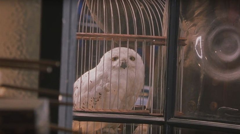 Hedwig