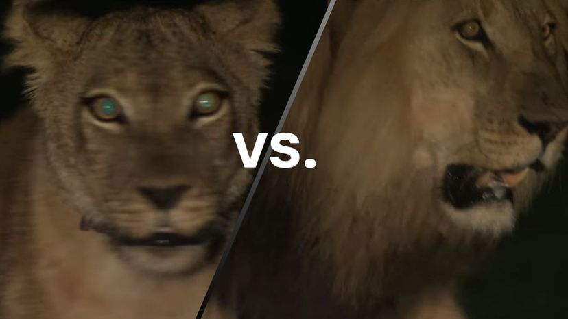 Lioness vs Lion