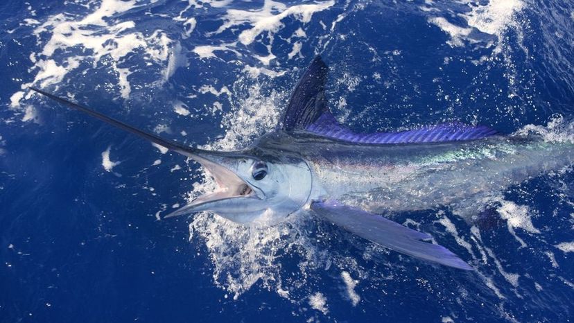 ATLANTIC SAILFISH