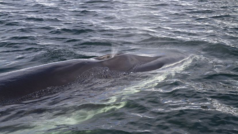 minke whale