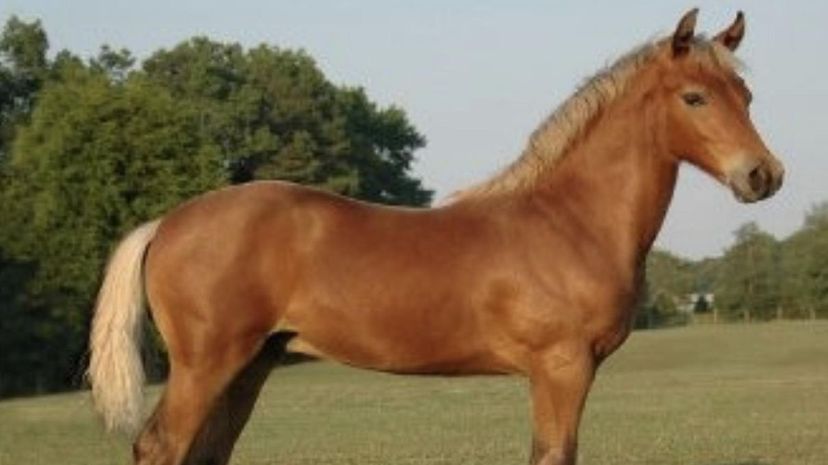 Morgan Horse