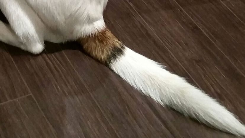 Can You Identify These Dogs by Their Tails?