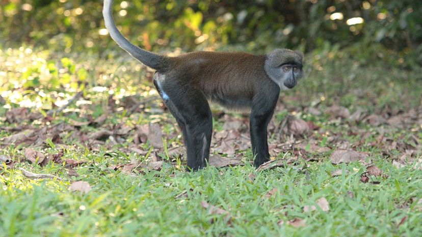 Suntailed Monkey