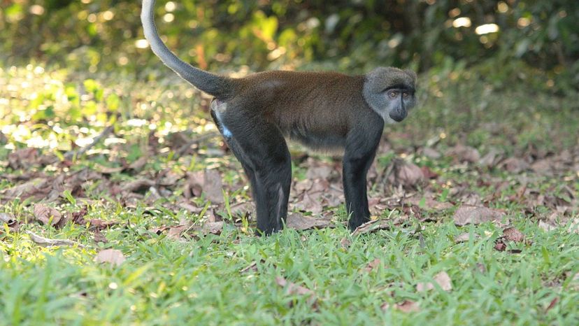 Suntailed Monkey