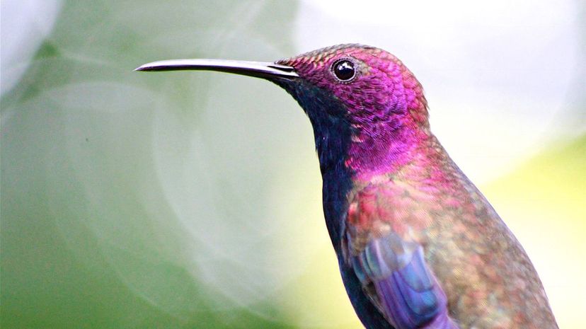 15 hummingbird