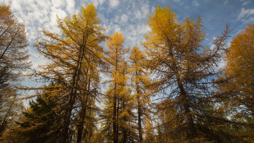 5 western larch GettyImages-516885564