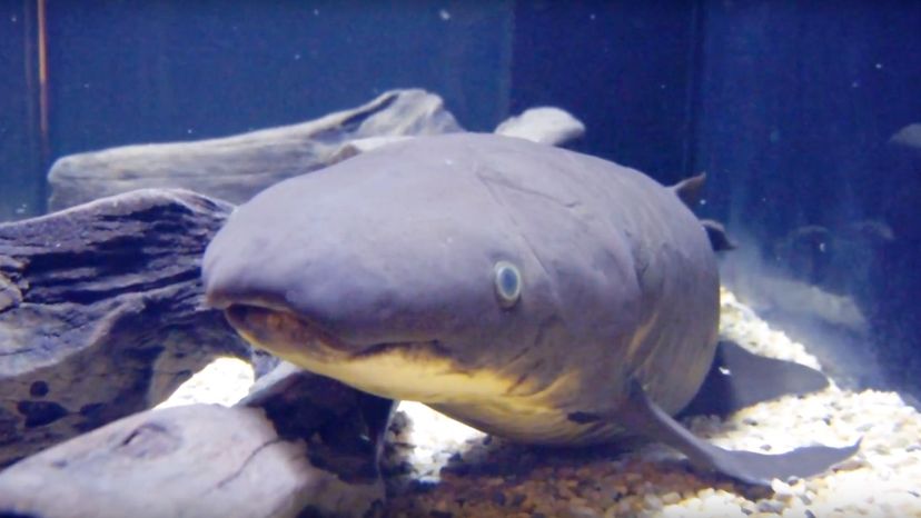 Queensland Lungfish