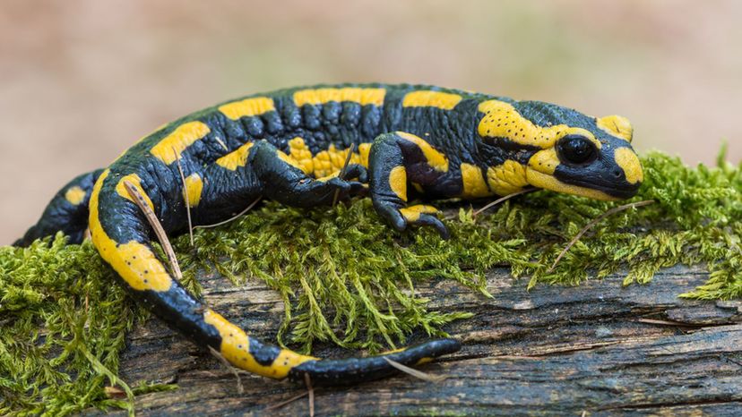 Fire Salamander