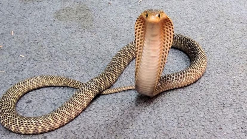 Você consegue identificar todas essas cobras letais?