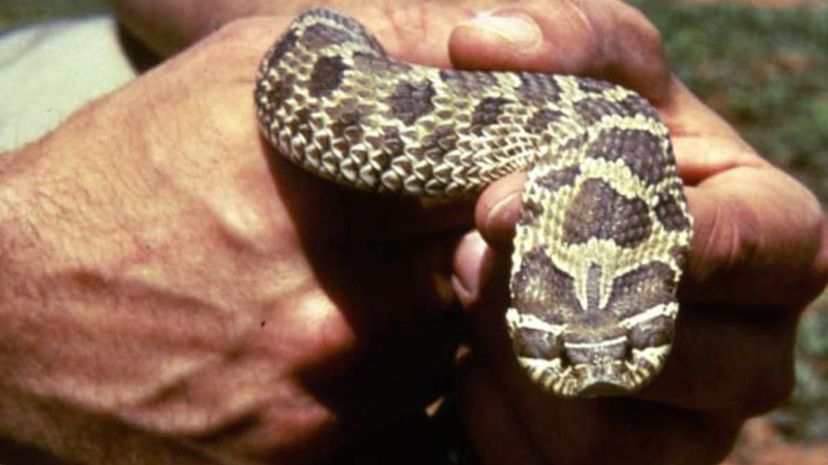 Hognose Snake