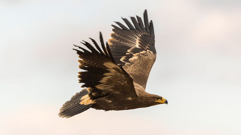 Steppe Eagle