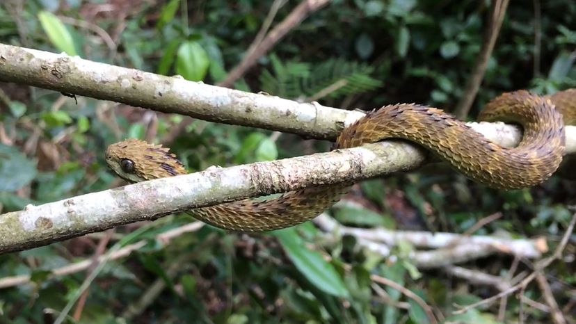 rough-scaled bush viper