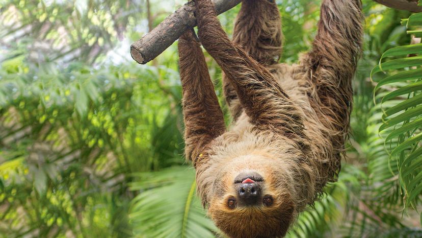 shutterstock_424118593_Upside-down-sloth