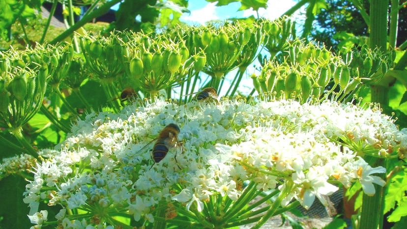 Giant hogweed (heracleum mantegazzianum)