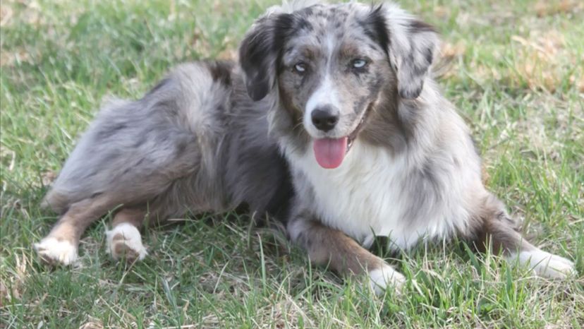 Miniature American Shepherd