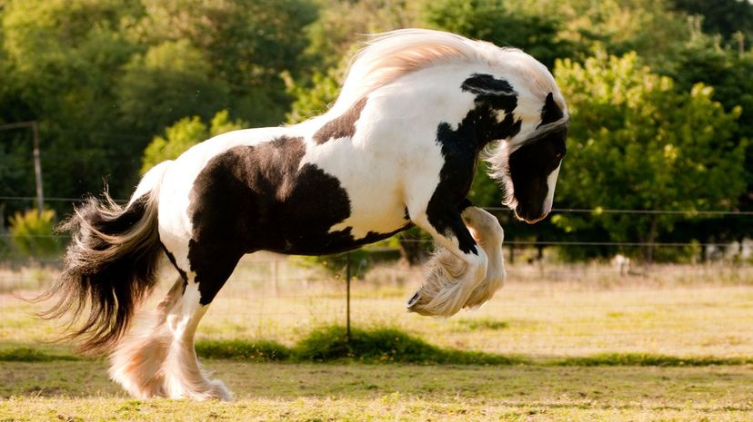 Gypsy Vanner