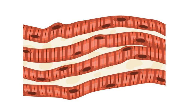 Skeletal Muscle