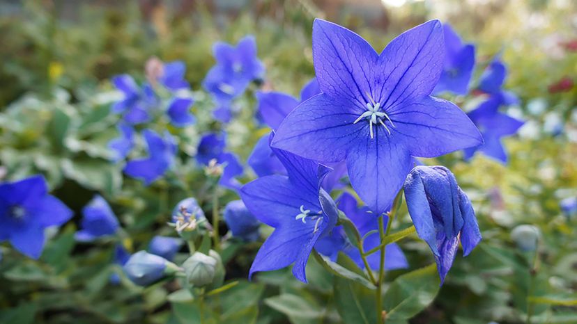 balloon flower