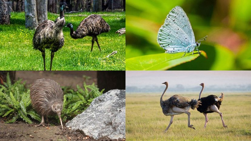 ostrich, emu. kiwi, holly blue