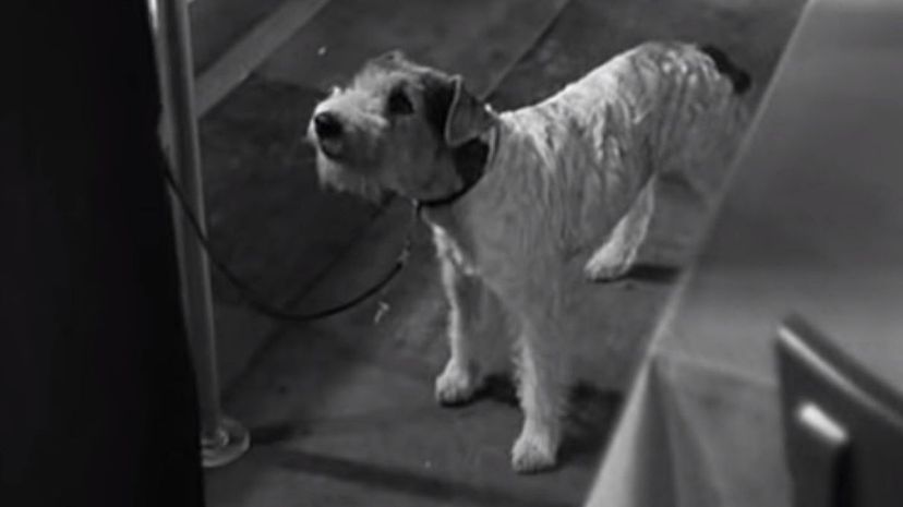 The Thin Man 1934 - Asta