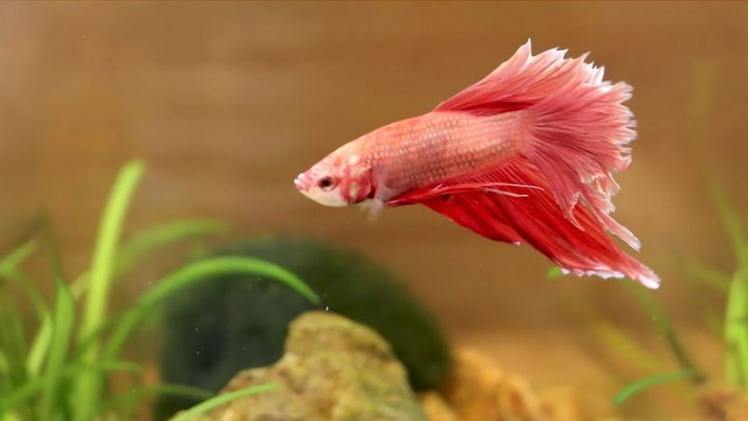 Betta