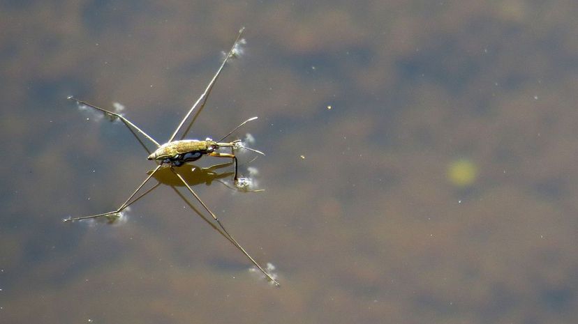 Bug on water