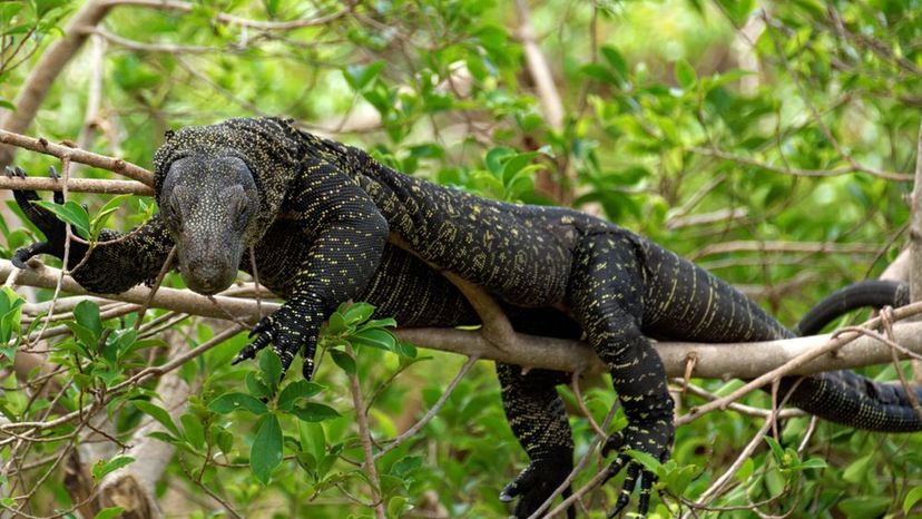 Crocodile Monitor