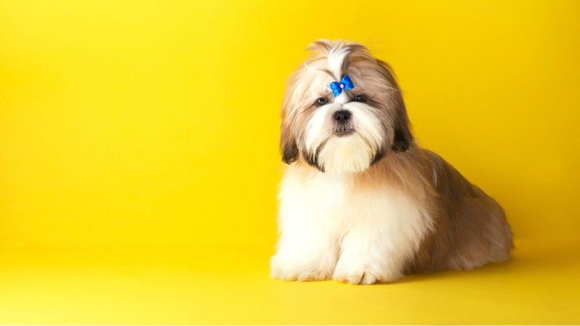 Shih Tzu