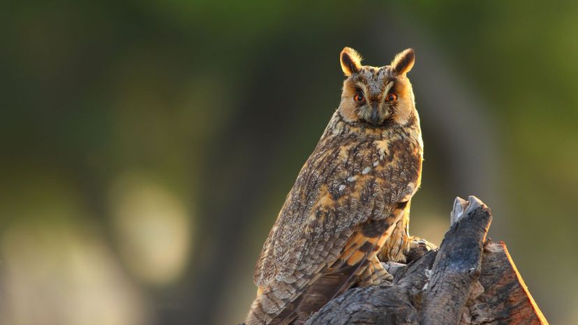 LONG-EARED OWL