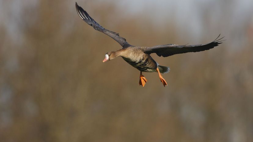 European White-fronted Goose