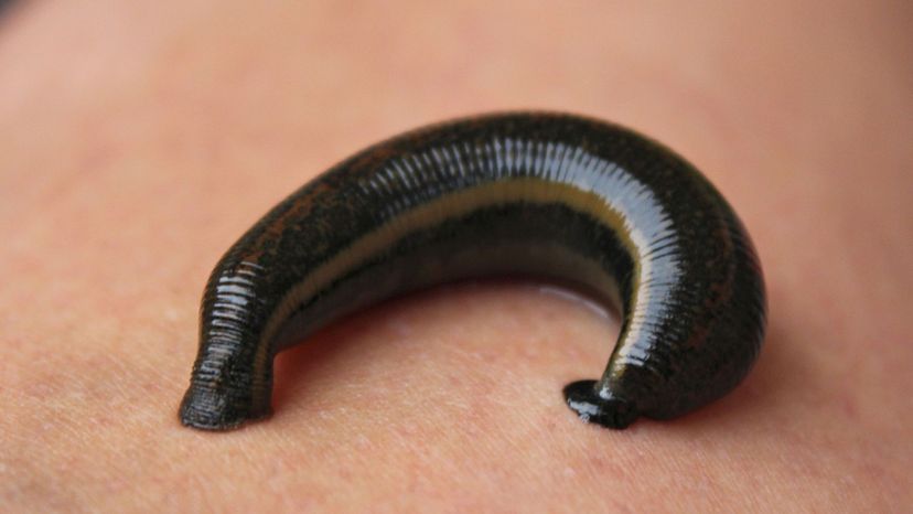 Leech Do You Know Which Phylum These Animals Belong To 5