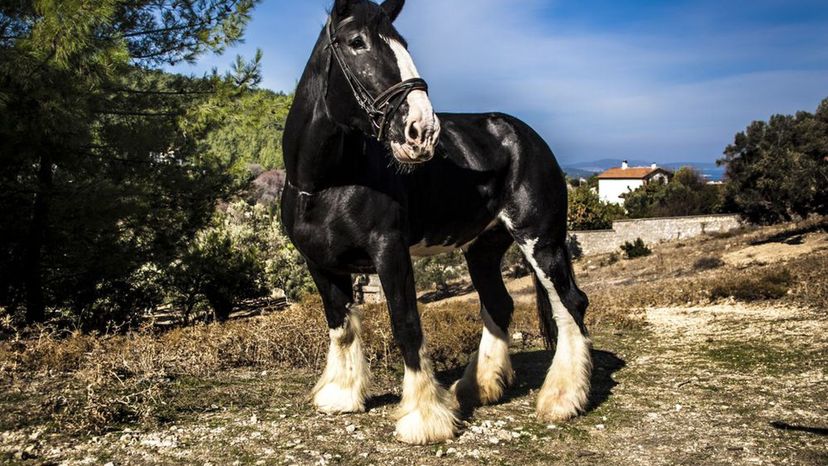 Shire Horse