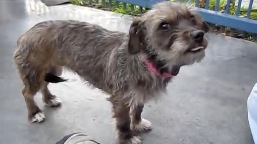 Fox Terrier Mix