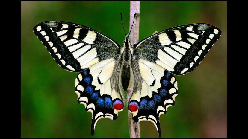 Old world swallowtail