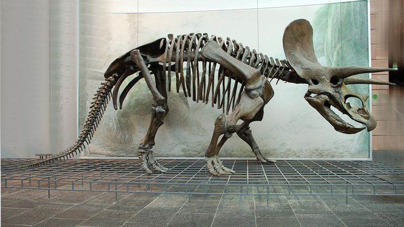 Triceratops