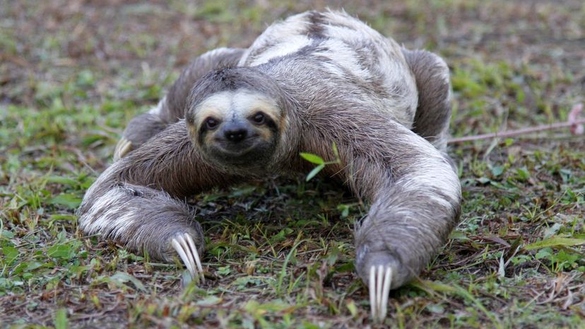 Sloth