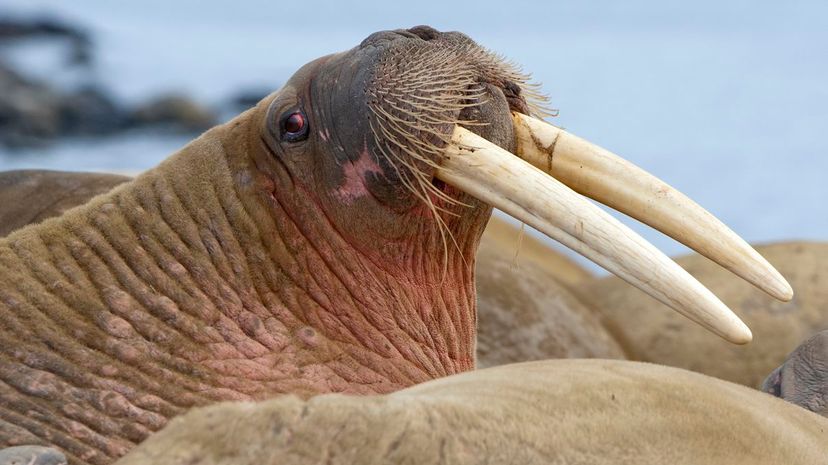 Walrus