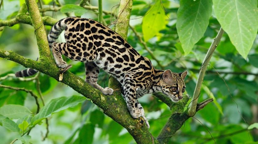 Margay