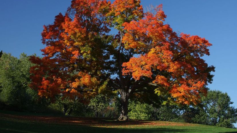 sugar maple