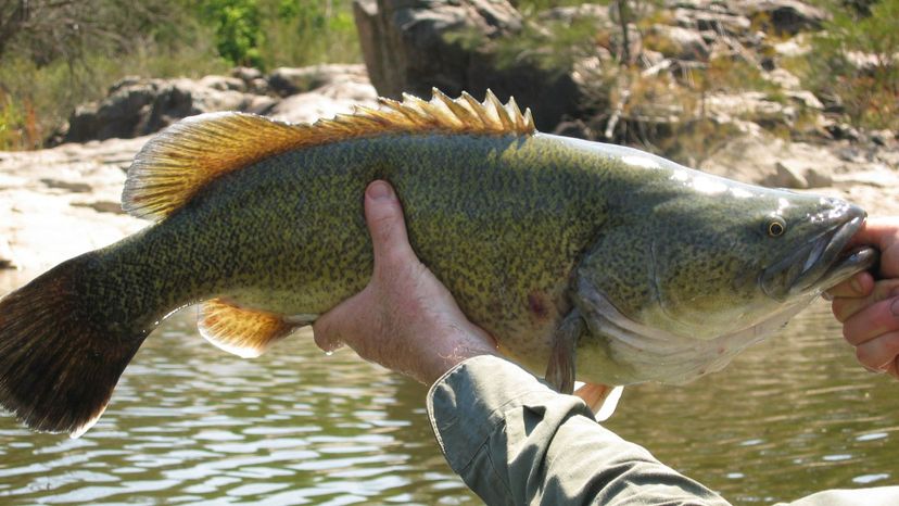 Murray Cod