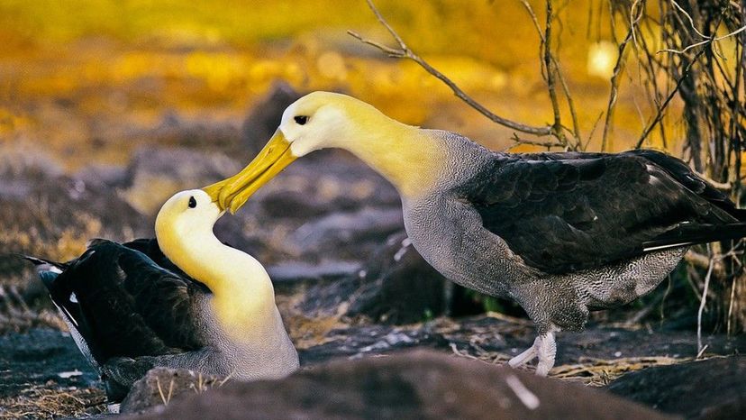 Albatrosses