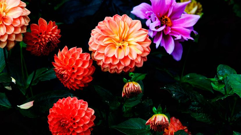 Dahlias in bloom