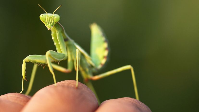 Praying mantis