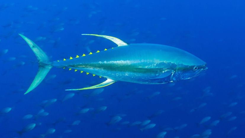 Yellowfin Tuna