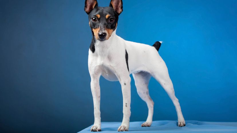 Toy fox terrier