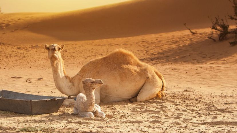 Calf (Camel)