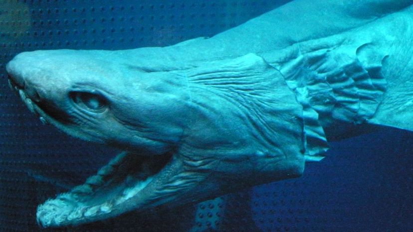 21 Frilled_shark_head2