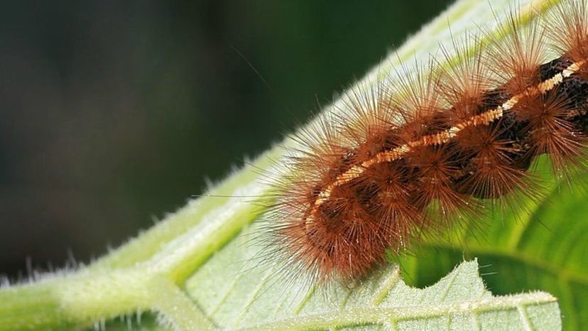 Caterpillar