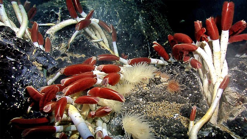 Giant tube worm