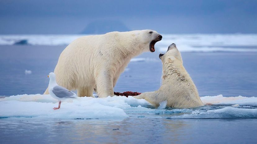 2 Polar bears fighting